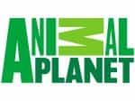 Animal Planet America Latina logo